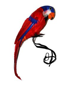 Papegaai voor op schouder te plaatsen